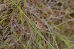 Pseudochorthippus parallelus