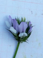 Bituminaria