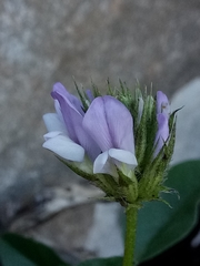 Bituminaria