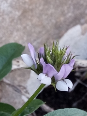 Bituminaria
