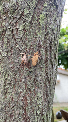 Cicada orni