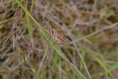 Pseudochorthippus parallelus