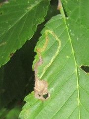 Agromyza aristata