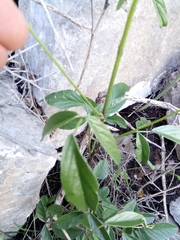 Bituminaria