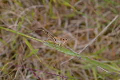 Pseudochorthippus parallelus