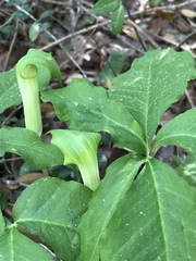 Arisaema quinatum