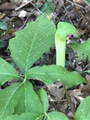 Arisaema quinatum