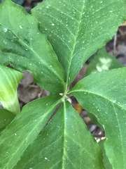 Arisaema quinatum