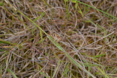 Pseudochorthippus parallelus