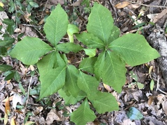 Arisaema quinatum