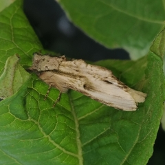 Oligocentria clarita