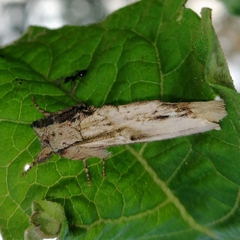Oligocentria clarita