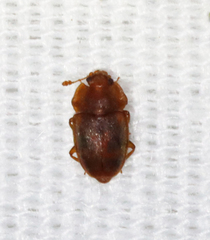 Epuraea aestiva