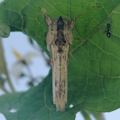 Oligocentria clarita