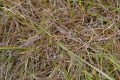 Pseudochorthippus parallelus