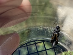Glipa hilaris