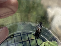 Glipa hilaris