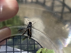 Glipa hilaris