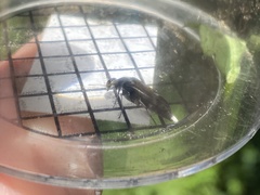 Glipa hilaris