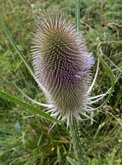 Dipsacus fullonum