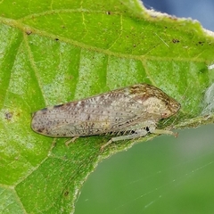 Folicana