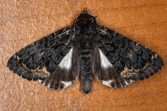 Catephia alchymista