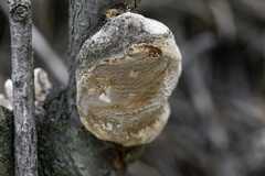 Phellinus pomaceus