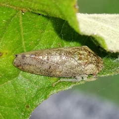 Folicana
