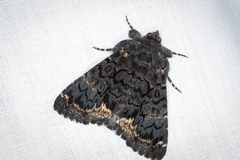 Catephia alchymista