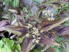 Persicaria microcephala