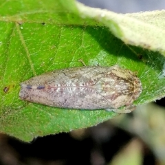 Folicana
