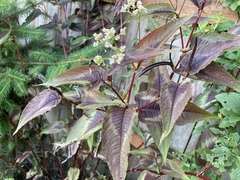Persicaria microcephala
