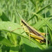 Broad-winged Sedge Grasshopper - Photo (c) Thomas Koffel, some rights reserved (CC BY), uploaded by Thomas Koffel