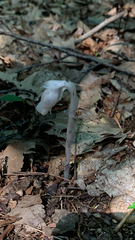 Monotropa uniflora