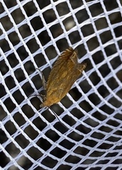 Lathronympha strigana