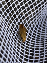 Lathronympha strigana
