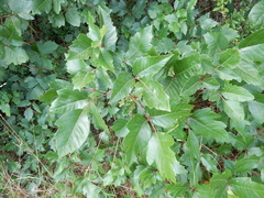 Toxicodendron radicans verrucosum