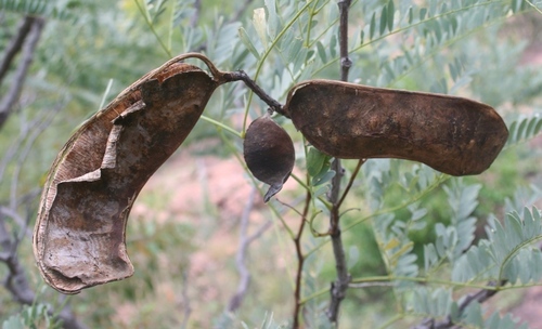 Image of Entada burkei by (c) M Kriek, some rights reserved (CC BY-SA)