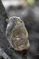 Phellinus pomaceus