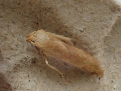 Blastobasis lacticolella