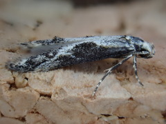 Blastodacna hellerella