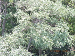 Robinia pseudoacacia