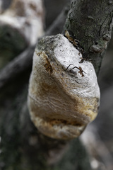 Phellinus pomaceus