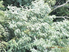 Robinia pseudoacacia