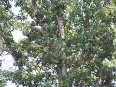 Quercus