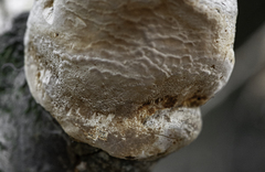 Phellinus pomaceus