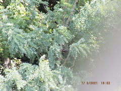 Robinia pseudoacacia