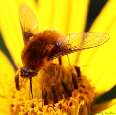 Bombylius mexicanus