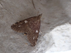 Udea olivalis