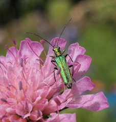 Oedemera nobilis